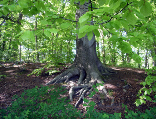 1. März 2026, 16h, Galerie AWS: Auftakt zur SuedLese mit Burbach, Baudy & Baudy: Lesung für den Baum